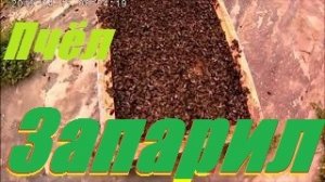 Запарили пчел.Нарастить пчел на взяток мёда белой акации.Содержание пчел в  корпусных ульях 8 рам