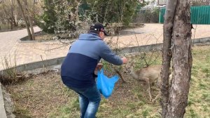 ‼️ЭТО НАДО ВИДЕТЬ ‼️ ПАРК ЛЬВОВ «ТАЙГАН» КОРМЛЕНИЕ МАЛЕНЬКИХ ЛЬВОВ и ручной ОЛЕНЁНОК .