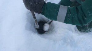 Рыбалка на палку/крюку. Ловим налима зимой. Речка пинега.