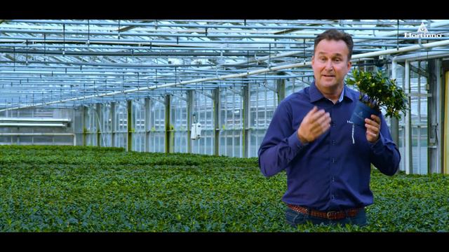 Hortinno azalea met Waterwick смотреть онлайн