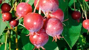 Ирга колосистая  ФЛА Михайлова Т М  1