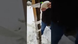 Как выпрямить сильное искривление ствола растения