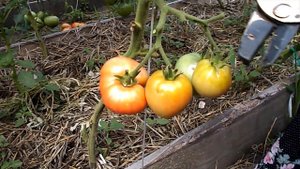 Сорт томата “Бычье сердце розовое“