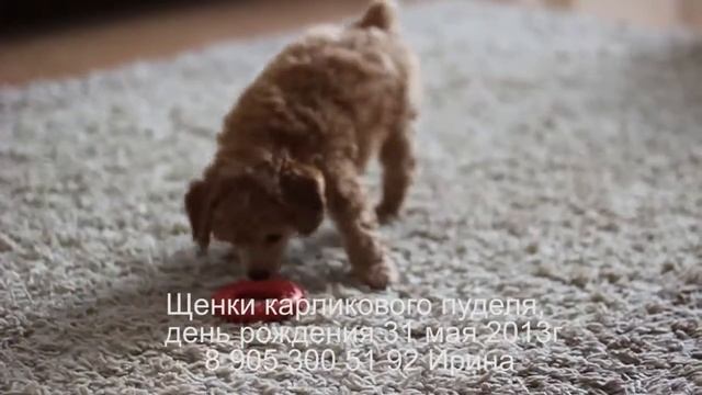 Видео месячного щенка карликового пуделя. Funny toy poodle puppy 1 month. Той пудель