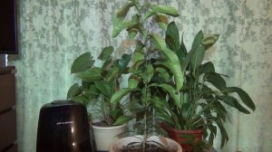 Как вырастить мандарин из косточки в домашних условиях