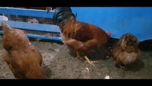 Мясояичные породы кур  Австралорп, Нью-Гемпшир, Билефельдер.