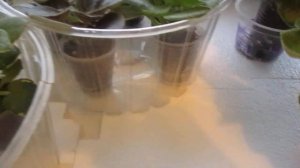 Фиалки зимуют на подоконнике?Чтобы они не замерзли побеспокойтесь о них.