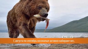 Каких размеров достигает камчатский медведь?