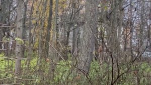 ЗАБРОШЕННАЯ Усадьба Млевичи.