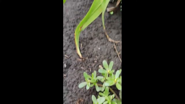 Росли без меня.. смотреть онлайн