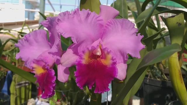Cattleya Drumbeat 'Heritage' HCC/AOS
(C. Bonanza (Bracey) x C. Horace) смотреть онлайн