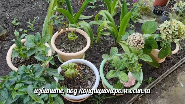 Крупнолистная гортензия уход в горшке. Обрезка, формирование куста, размножение черенками. Жара.Вло смотреть онлайн