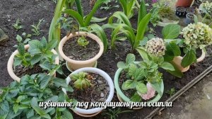 Крупнолистная гортензия уход в горшке. Обрезка, формирование куста, размножение черенками. Жара.Вло