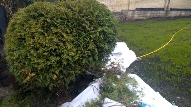 Champion HTE410 кусторез и спасение туи /чемпион садовые ножницы смотреть онлайн