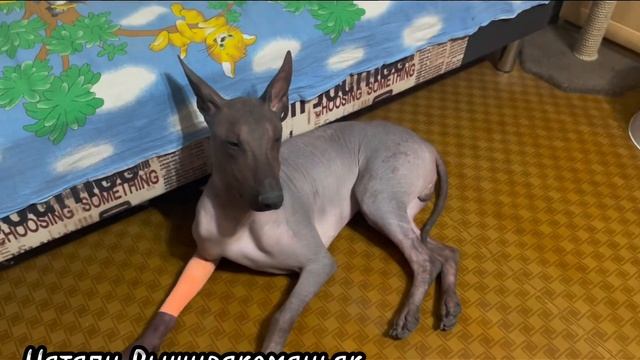 220. Рукодельные будни 2023. Новый старт, продвижения на Слонике, Фил - хулиган))). смотреть онлайн