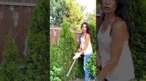 ЖИВАЯ ИЗГОРОДЬ.. Стрижка, формирование ровной стены