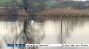 Лебединое озеро пытаются спасти в Лукояновском районе