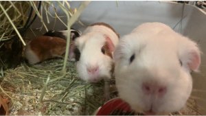 Морские свинки из питомника "СвиноМорье" Москва.