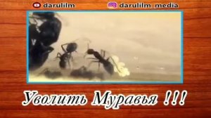 Уволить муравья!!!