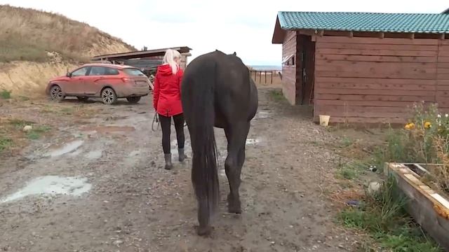 Рассказываем, как живут лошади красноярцев, и сколько стоит их содержание смотреть онлайн