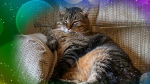 "Кот Васька" музыка и слова Т. Н. Новоселовой (@a_klavesin )