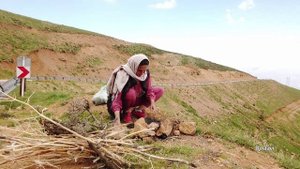 Сбор горного чая и тимьяна в горах Азербайджанская Кухня Деревенская Кухня  Рецепты