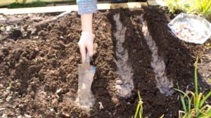 ТЮЛЬПАНЫ И ЧЕСНОК ПОСАДКА ПОД ЗИМУ.