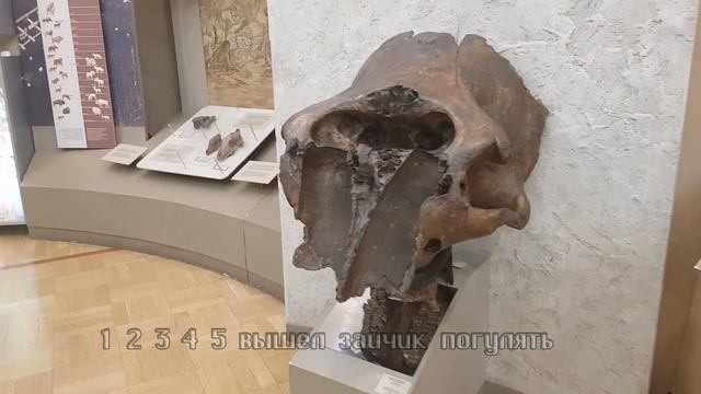 Музей естественной истории Татарстана Фотовыставка Природа Татарстана Прогулка по залам Фильм 7.
