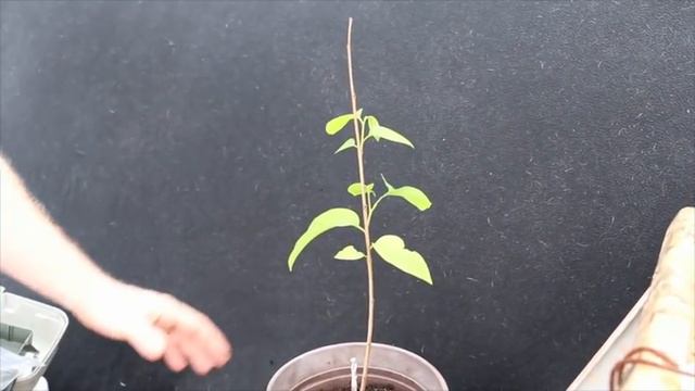 How to Graft Annonas (Atemoya, Cherimoya, illama, Sugar Apple)
