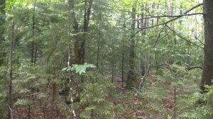 U.S. Military M81 Woodland Camouflage Effectiveness Test - Summer