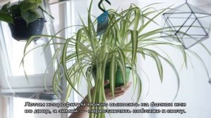 Хлорофитум — яркое растение, создающее уют (31 фото)