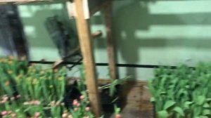 Выгонка Тюльпанов на 8 марта. Дорос до 40 тысяч