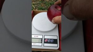 яблоня Кубанское багряное