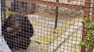 Татьяна Ивановна разбудила шимпанзе Лизу и ВОТ    ЧТО БЫЛО ДАЛЬШЕ