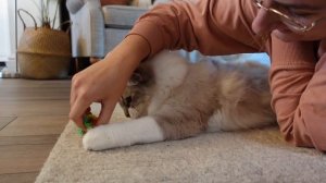 A Day In The Life Of My Two Ragdoll Cats | daily routine, grooming, playtime & lots of cuteness!