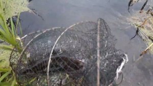 Рыбалка на фидер река шача