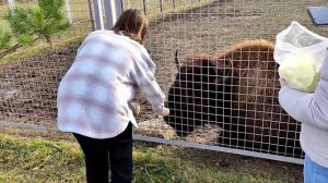 Страусиная ферма. Алексин 04.11.2021г.