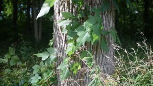 Poison Ivy Identification - How to Identify Poison Ivy Plants