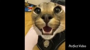 Злой шлёпа ч.5 (заключительная часть)