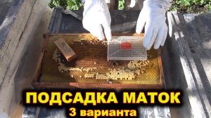 Подсадка маток. 3 варианта.