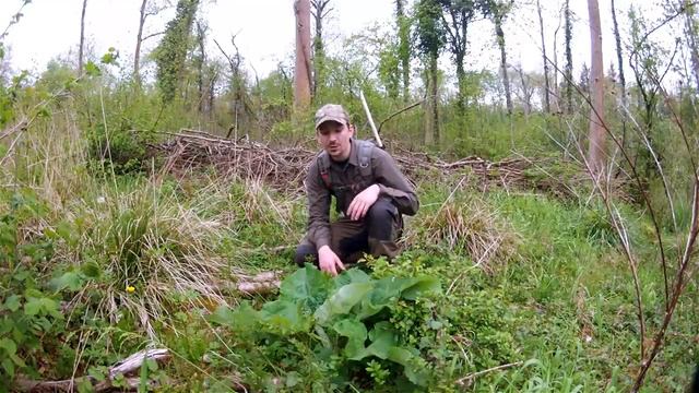 Bushcraft Foraging Wild Edibles of Spring смотреть онлайн