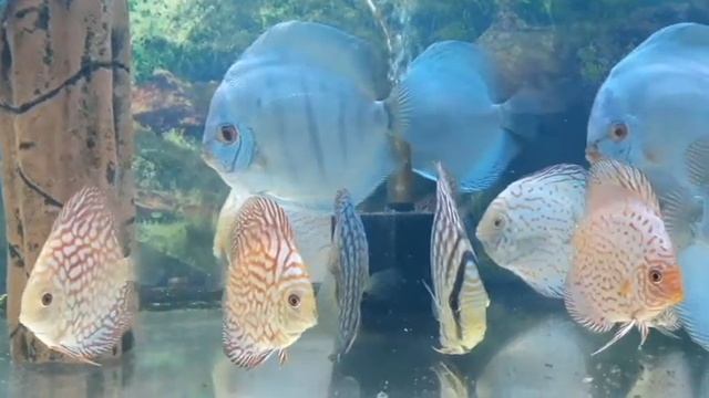 Содержание дискусов, или как уморить дискусов за один день. смотреть онлайн