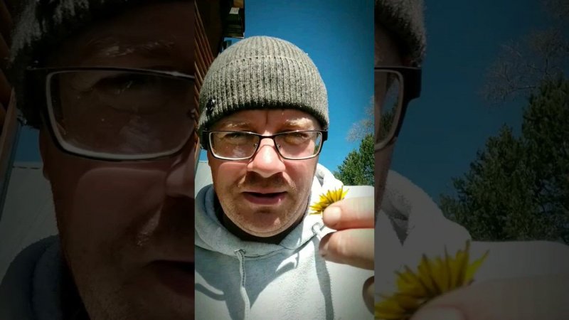 Зачем я собираю одуванчики?