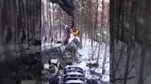 Нападение волка на лося.