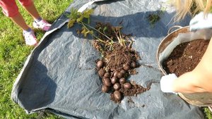 Даже ребенок справится! / Как вырастить картофель / Огород в контейнерах