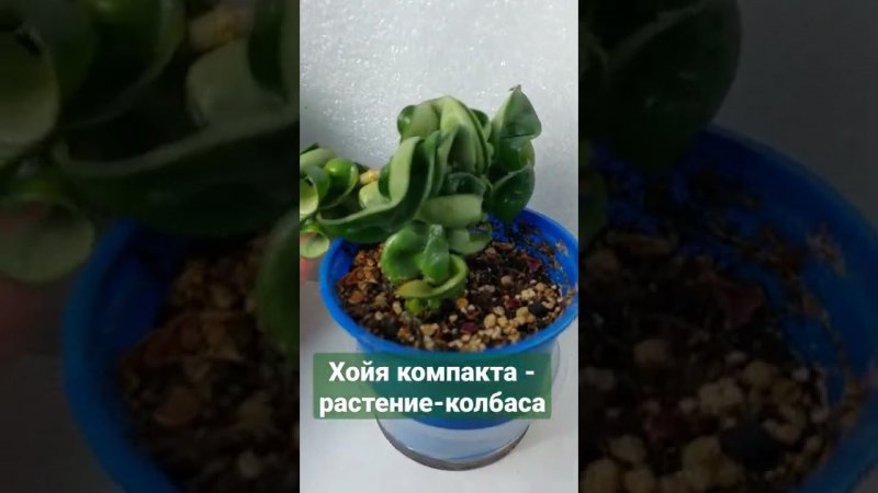 Растение-колбаса. Хойя компакта Hoya compacta