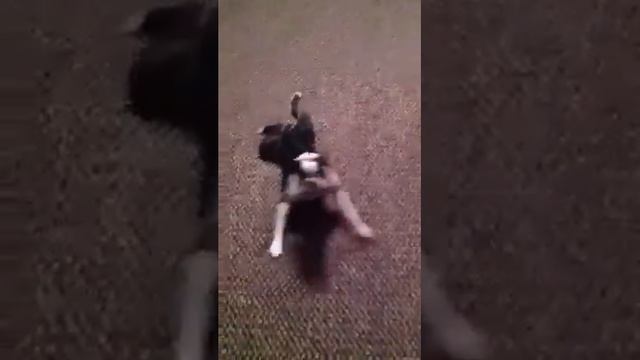 What's wrong with this dog смотреть онлайн