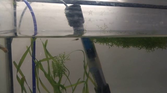 Долгожданное прибавление на рыборазводне. Как избавиться от мути в аквариуме с помощью губки? смотреть онлайн