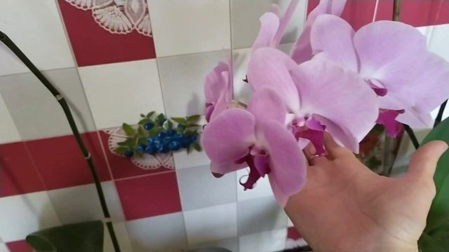 Размножение орхидей делением куста. Лучшее время для размножения орхидей.