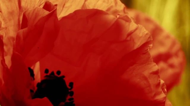 СОЗИДАЮЩАЯ СИЛА РОДА смотреть онлайн